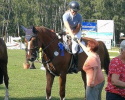 jumper Crowbar (Oldenburg show jumper, 2010, from Chap 47)