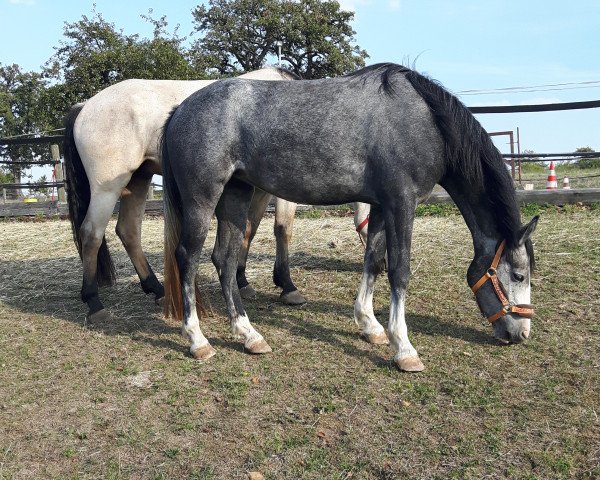 dressage horse Mr. Bubbles Mabel (German Riding Pony, 2015, from Mr. Bubble)