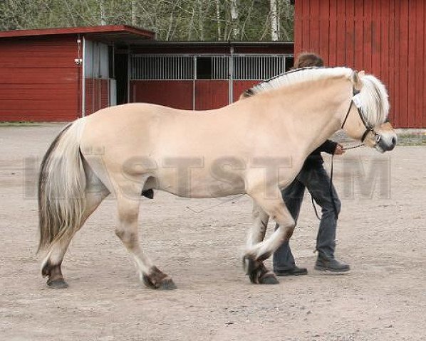 stallion Assar Nusebo (Fjord Horse, 1992, from Tuffen 149 SWE)