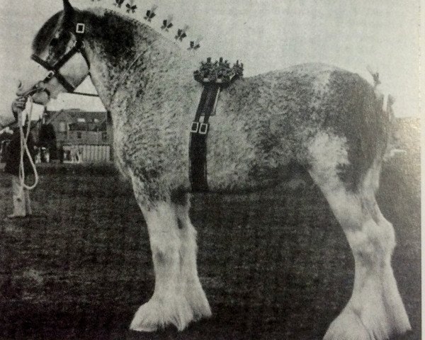 stallion Millisle Print (Clydesdale, 1974, from Burdon Elect)
