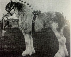 stallion Millisle Print (Clydesdale, 1974, from Burdon Elect)