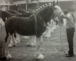 stallion Millisle Explorer (Clydesdale, 2002, from Millisle Perfection)