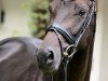 dressage horse Fürstenball's Marlene (Bavarian, 2013, from Fürstenball)