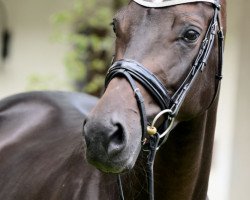 dressage horse Fürstenball's Marlene (Bavarian, 2013, from Fürstenball)