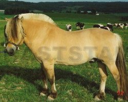 stallion Stasmann N.1911 (Fjord Horse, 1981, from Jærmann N.1788)