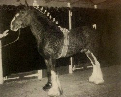 Deckhengst Inspector Floss (Clydesdale, 1986, von Benedictine Command)