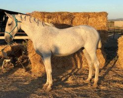 horse Cayetana (Andalusier, 2004)