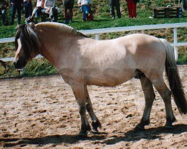 Deckhengst Lurifaxe (Fjordpferd, 1995, von Ernarson N.1843)