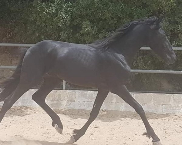 Pferd VALENCIANO DE FINCA BARROCO (Warlander, 2017)