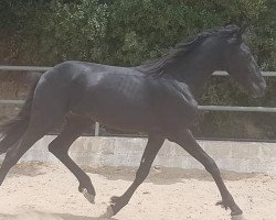 horse Valenciano de Finca Barroco (Warlander, 2017)