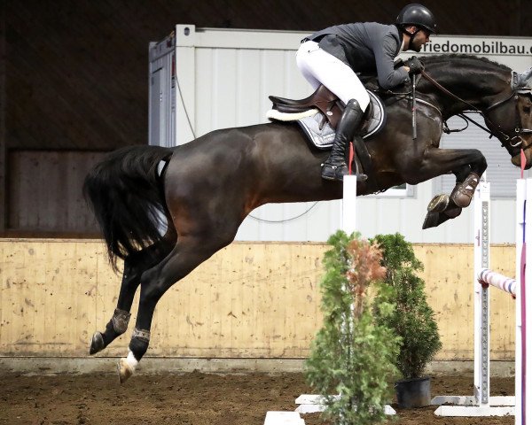 jumper Corretto Evc (Holsteiner, 2012, from Corrado I)