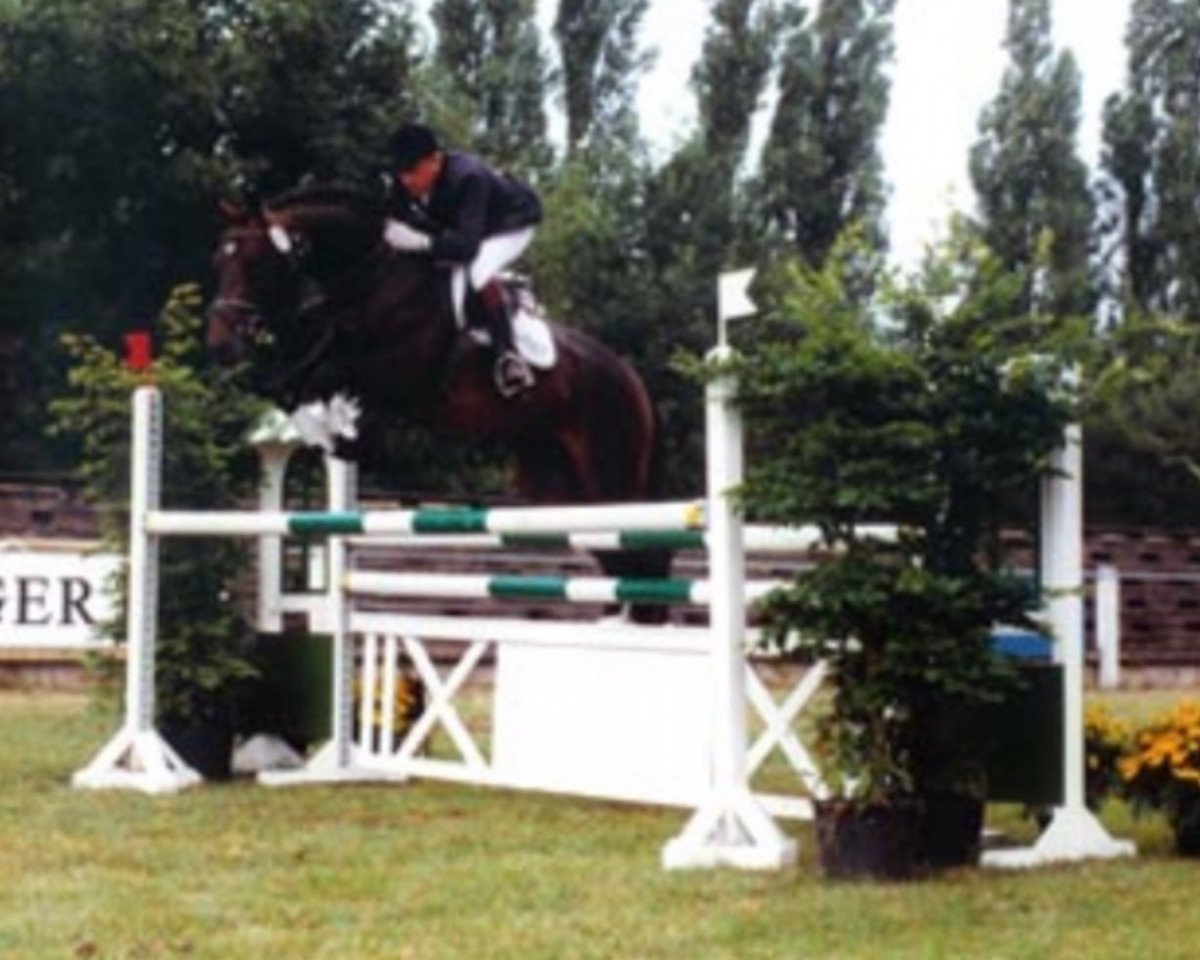Deckhengst Antaeus (Hannoveraner, 1994, von Acord II)