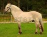 stallion Gandhi 283 (Fjord Horse, 2009, from Ronjas Ben Hur)