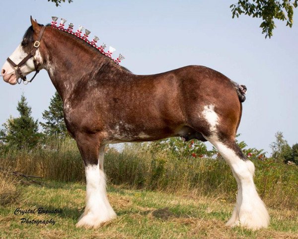 Deckhengst 2S Explorer's Sensational Impact (Clydesdale, 2009, von Millisle Explorer)