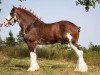 stallion 2S Explorer's Sensational Impact (Clydesdale, 2009, from Millisle Explorer)