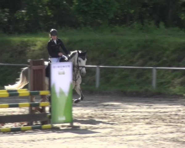 Reitturnier Köln-Leverkusen 2017