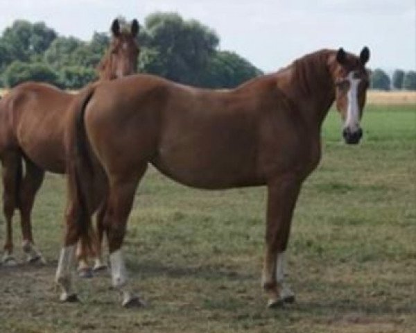 Zuchtstute Balous Latika (Oldenburger Springpferd, 2007, von Balou du Rouet)