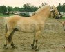 stallion Brass S.130 (Fjord Horse, 1980, from Bjørgar N.1706)