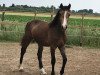 Pferd Jules Verne EE (Welsh-Cob (Sek. D), 2017, von Foxlight Tomboy)