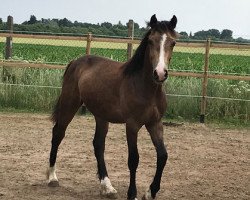 Pferd Jules Verne EE (Welsh-Cob (Sek. D), 2017, von Foxlight Tomboy)