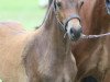 Pferd Curly Sue EE (Welsh-Cob (Sek. D), 2017, von Foxlight Tomboy)