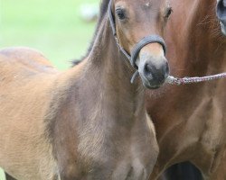 Pferd Curly Sue EE (Welsh-Cob (Sek. D), 2017, von Foxlight Tomboy)