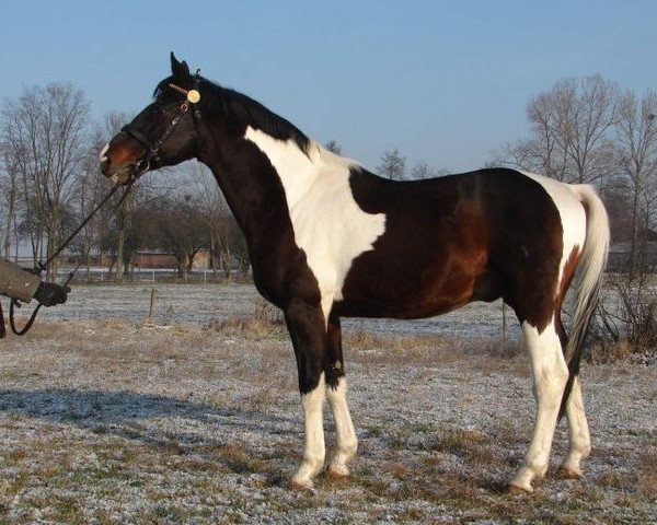 stallion Etos (Great Poland (wielkopolska), 1990, from Eger)