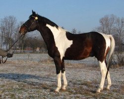 stallion Etos (Great Poland (wielkopolska), 1990, from Eger)