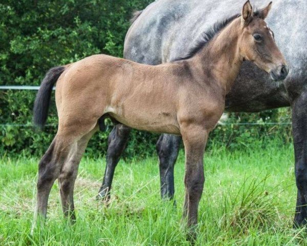 jumper Like A Lion (Hanoverian, 2017, from Like Angel)