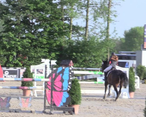 Reitturnier Nienberge 2017