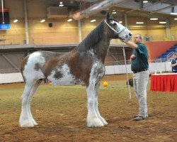 Zuchtstute 2S Shea's Simply Sophistication (Clydesdale, 2003, von Northwest Glenords Shea)