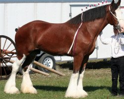 Pferd 2S Shea's Royal Remington (Clydesdale, 2002, von Northwest Glenords Shea)