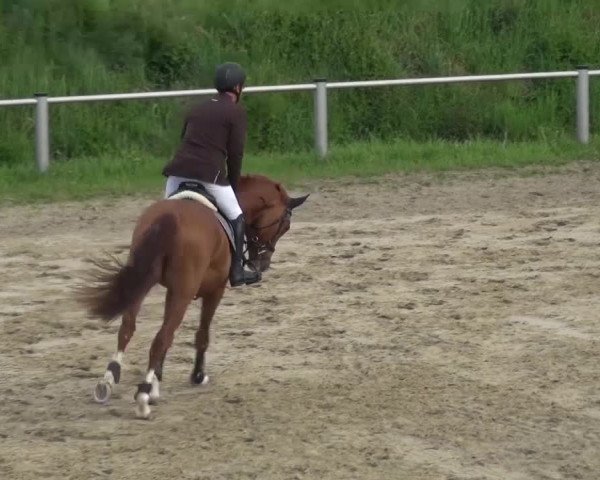 Reitturnier Köln-Leverkusen 2017