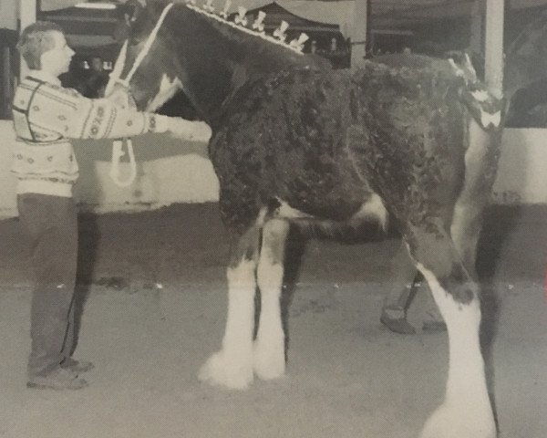 broodmare Zorra Highland Lady Perfection (Clydesdale, 1994, from Ayton Perfection)