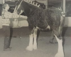 Zuchtstute Zorra Highland Lady Perfection (Clydesdale, 1994, von Ayton Perfection)