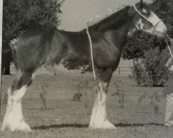 broodmare 2S Shea's Royal Beauty (Clydesdale, 2001, from Northwest Glenords Shea)