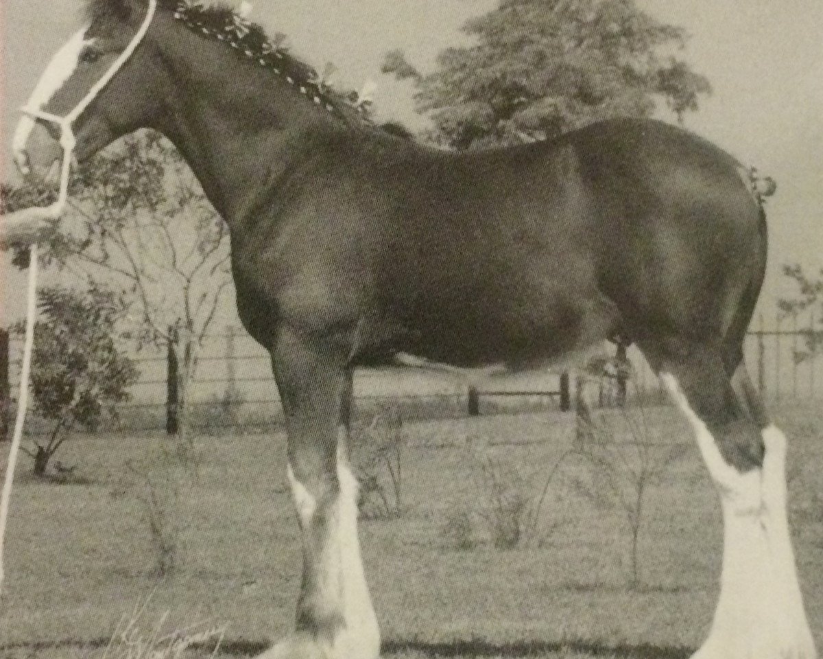 stallion 2S Shea's Master McTaggert (Clydesdale, 2002, from Northwest Glenords Shea)