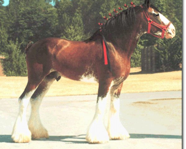 Deckhengst West Edge Commander (Clydesdale, 1992, von Ayton Final Command)