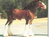 Deckhengst West Edge Commander (Clydesdale, 1992, von Ayton Final Command)