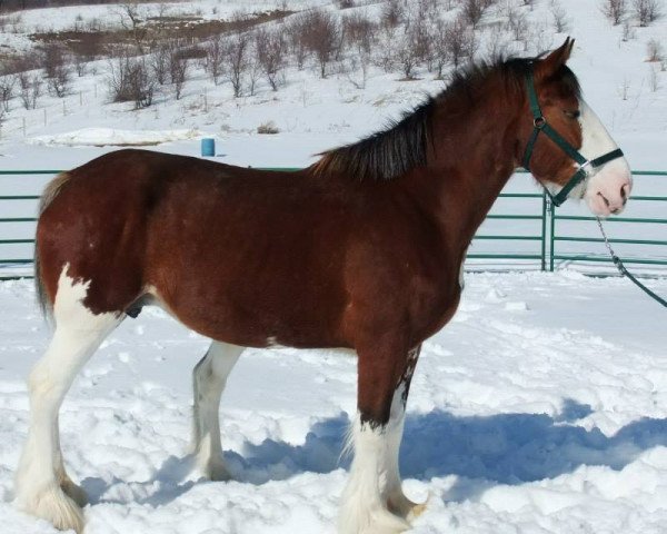 Zuchtstute 2S Shea's Libby-Echo (Clydesdale, 2005, von Northwest Glenords Shea)