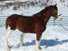 broodmare 2S Shea's Libby-Echo (Clydesdale, 2005, from Northwest Glenords Shea)