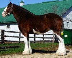 Zuchtstute 2S Shea's Exclusive Etta (Clydesdale, 2005, von Northwest Glenords Shea)