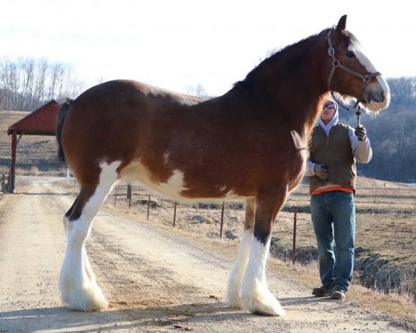 Zuchtstute 2S Shea's Dixianna (Clydesdale, 2004, von Northwest Glenords Shea)