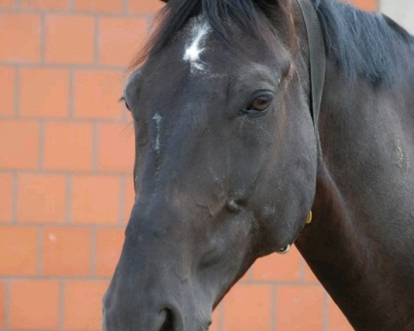 dressage horse Roi Soleil 3 (Hanoverian, 2003, from Rosario)