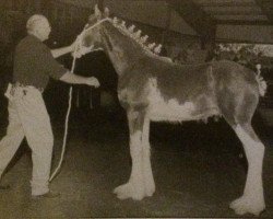 stallion 2S Shea's Commander Kavanaugh (Clydesdale, 2000, from Northwest Glenords Shea)