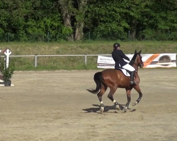 Reitturnier Köln-Leverkusen 2017