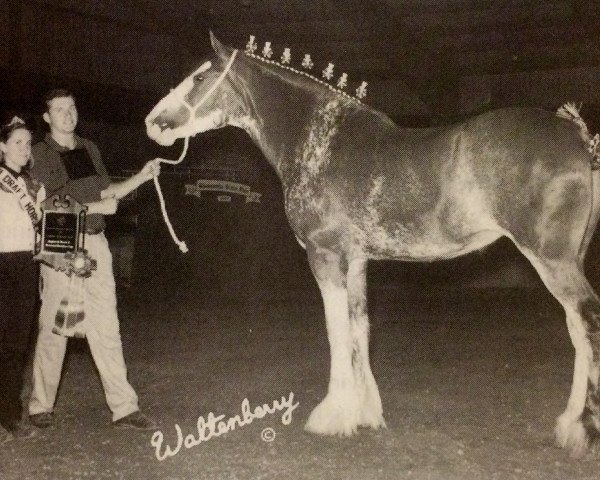 Zuchtstute Live Oak Perfection's Charm (Clydesdale, 1994, von Ayton Perfection)