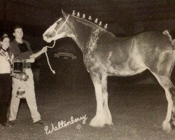 Zuchtstute Live Oak Perfection's Charm (Clydesdale, 1994, von Ayton Perfection)