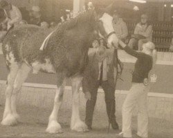 Zuchtstute 2S Shea's Charming Perfection (Clydesdale, 2002, von Northwest Glenords Shea)