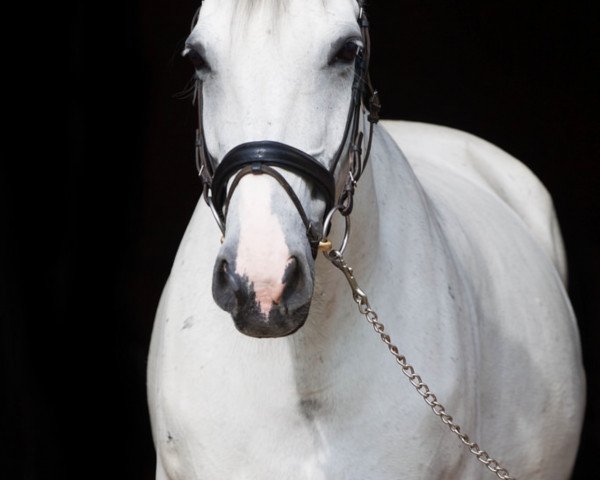 horse Wellness (Hanoverian, 1998, from Nicht gekört)